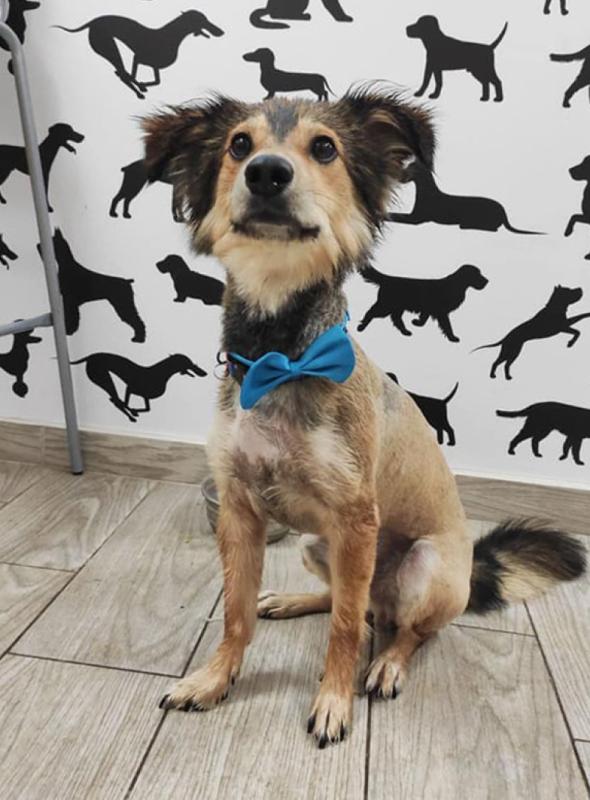 Happy dogs grooming Dog grooming Καλλωπισμός ζώων Κούρεμα σκύλου